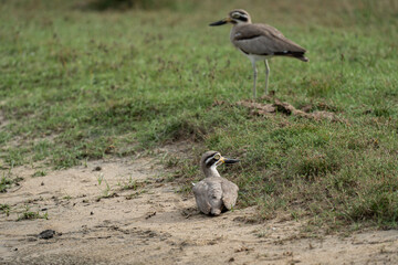 The Great Thick-knee is a very large wader.