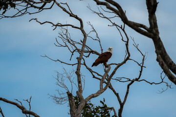 A brahminy kite perched on top of a tree