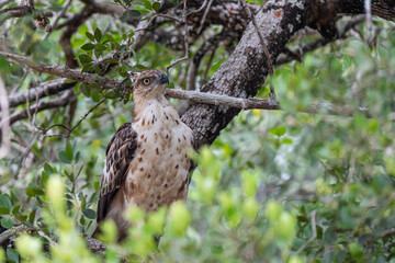 Crested serpent eagle perched on branch