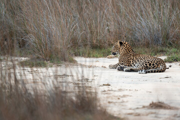 Resting leopard in yala ,srilanka © Thisara