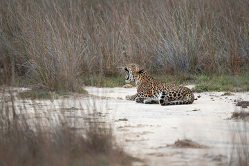Resting leopard in yala ,srilanka