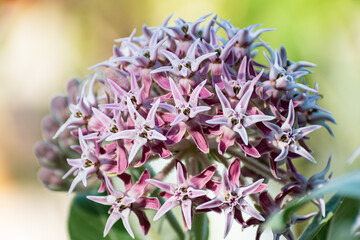 Close up of Showy milkweed (Asclepias speciosa) flowers growing in a garden in San Francisco Bay Area, California