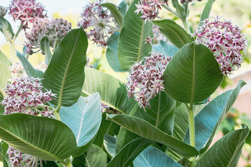 Blooming Showy milkweed (Asclepias speciosa) growing in a garden in San Francisco Bay Area,...