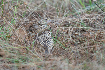 A Bush Lark perching on ground and looking back