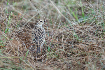 A Bush Lark perching on ground and looking back