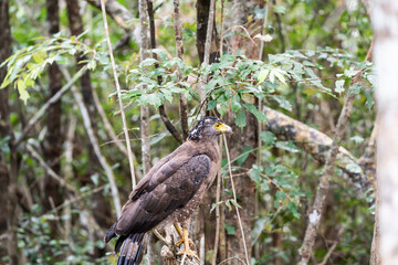 Crested serpent eagle perched on branch