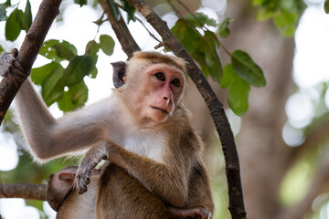 Fototapeta premium Monkey sitting on tree branch with the baby