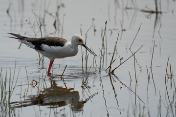 White-legged red leggings are walking in the lake