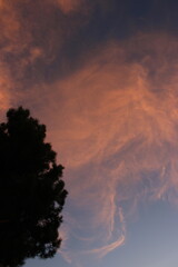 Puesta de sol intensa con árboles en primer plano con un Dramático cielo naranja y rosa al anochecer