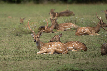 Spotted deer or axis deer in nature habitat. Deer herd grazing on meadow.