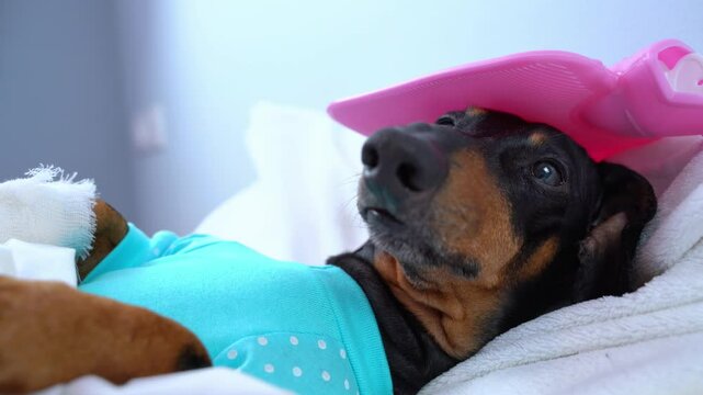 An adorable dachshund dressed in pajamas lies in bed with a red rubber hot water bottle on his head.