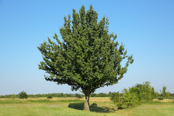 Beautiful tree with green leaves growing outdoors