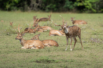 Spotted deer or axis deer in nature habitat. Deer herd grazing on meadow.