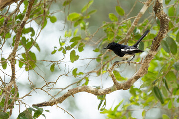 Oriental magpie robin, Copsychus saularis, bird hold on branch