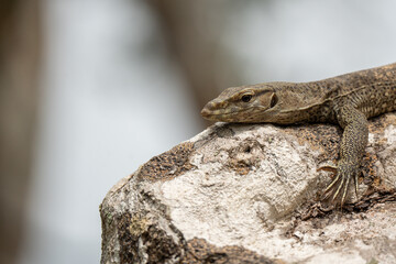 Closeup of a iguana on a tree
