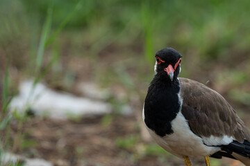 Beautiful red-wattled lapwing bird (Vanellus indicus) on green grass field,