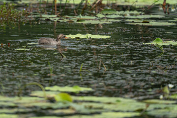 Little grebe swimming in lake