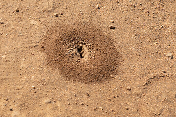 Top-down close up view of an ant hill