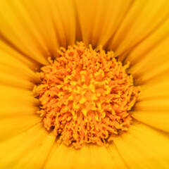 Yellow Flower Close Up