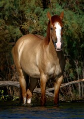 Fototapeta premium Wild Horse in the River