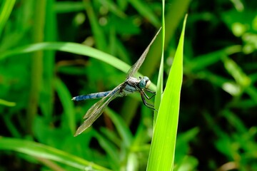 A white-tailed skimmer resting on grass