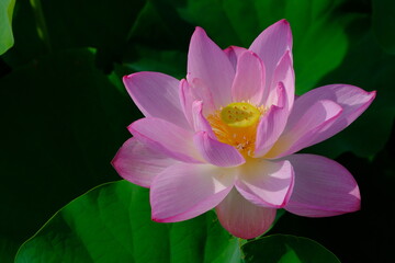 pink lotus in full blooming	