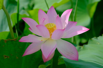 pink lotus in full blooming	
