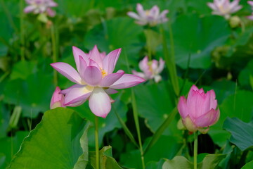 Obraz premium pink lotus in full blooming, Fujiwara-kyo-ato,Nara,Japan 