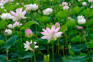 Obraz premium pink lotus in full blooming, Fujiwara-kyo-ato,Nara,Japan 