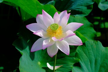 pink lotus in full blooming	
