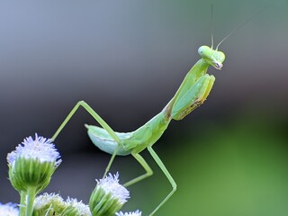 praying mantis on an ageratum conyzoides flower