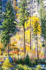 Beautiful autumn scenery in Washington State. USA