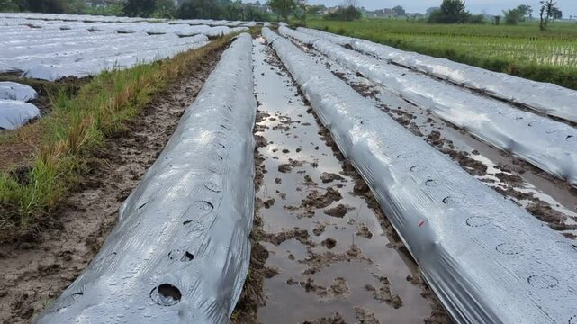 Farm ground covered by plastic mulch film in agriculture organic farming. Cultivation of vegetables using mulching method