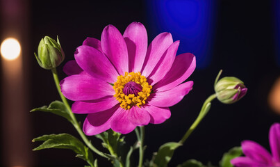 A single pink flower blooms brightly against a dark background, with two green buds waiting their turn