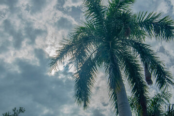 Palm tree looking towards the sky