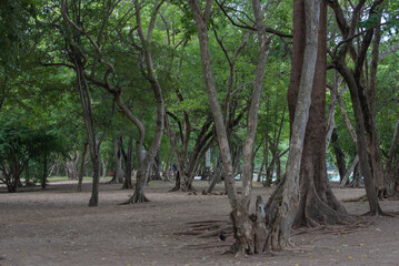 Forest on the seashore Costa Rica
