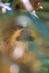 A sloth looking through the branches