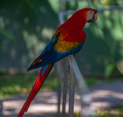 Macaw sitting on railings in Costa Rica