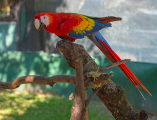 Macaw perched on a tree trunk in Costa Rica