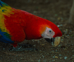 Macaw eating from the floor
