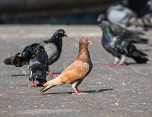 Pigeons on the street