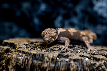 ルゴッサフトユビヤモリのアップ