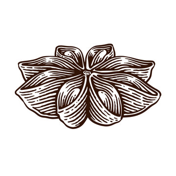 recommend clip art: Hand Drawn Star Anise, Line Art Engraving Style Vector Illustration