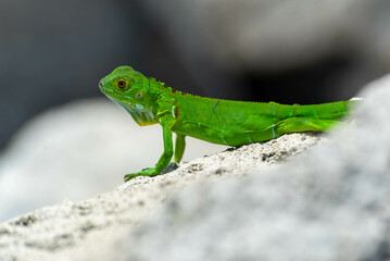 iguana