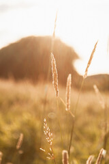 Obraz premium field of wheat