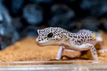 ヒョウモントカゲモドキのアップ