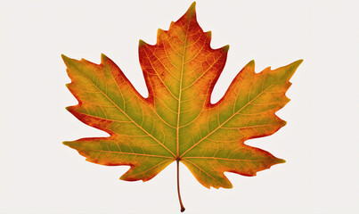 Obraz premium A single maple leaf with vibrant autumn colors stands out against a white background