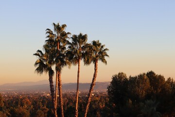 Palm Trees over Pasadena