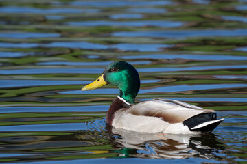 Fototapeta premium Handsome Drake Mallard Swimming in Good Light