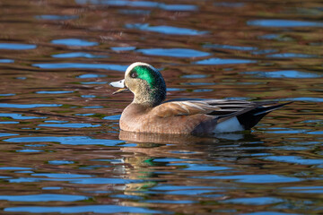 American Wigeon Swims on Beautifully Reflective Water